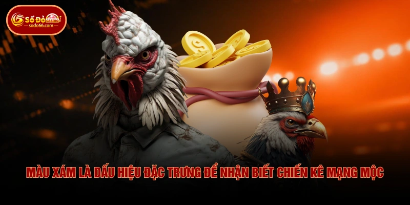 Tìm Hiểu Màu Mạng Đá Gà & Cách Phân Biệt Theo Ngũ Hành 3 Tìm Hiểu Màu Mạng Đá Gà & Cách Phân Biệt Theo Ngũ Hành Màu xám là dấu hiệu đặc trưng để nhận biết chiến kê mạng Mộc