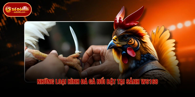 Đá Gà WS168 - Lịch Đấu Phong Phú & Kèo Cược Hấp Dẫn 3 Đá Gà WS168 - Lịch Đấu Phong Phú & Kèo Cược Hấp Dẫn Những loại hình đá gà nổi bật tại sảnh WS168